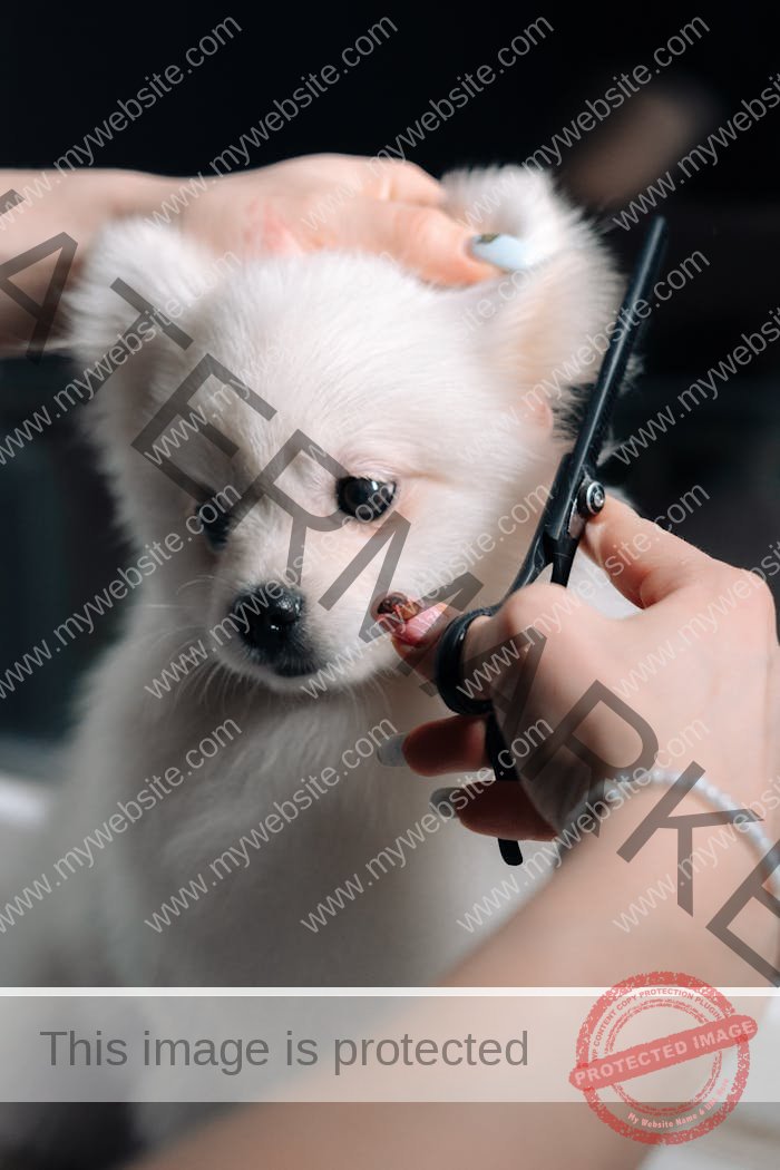 Woman Cutting Dogs Hair