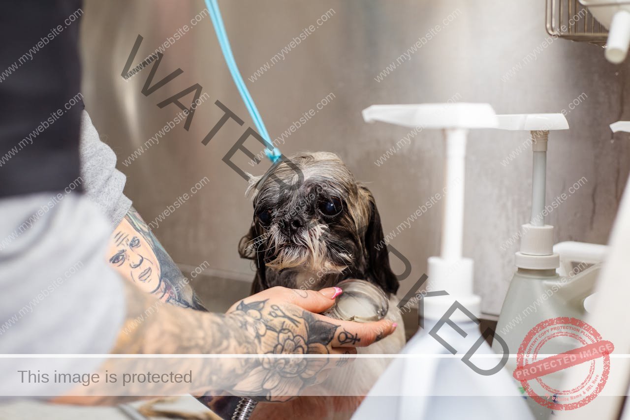 Dog in Bath